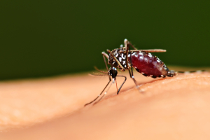 Zika mosquite